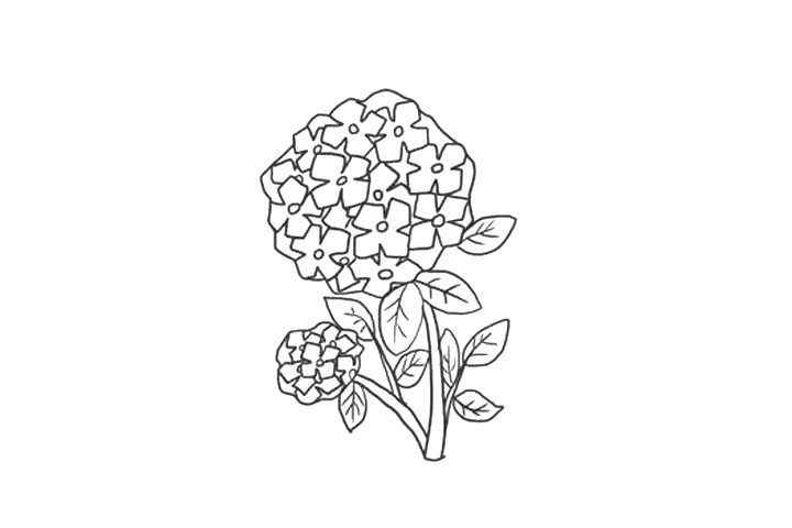 绣球花简笔画画法步骤