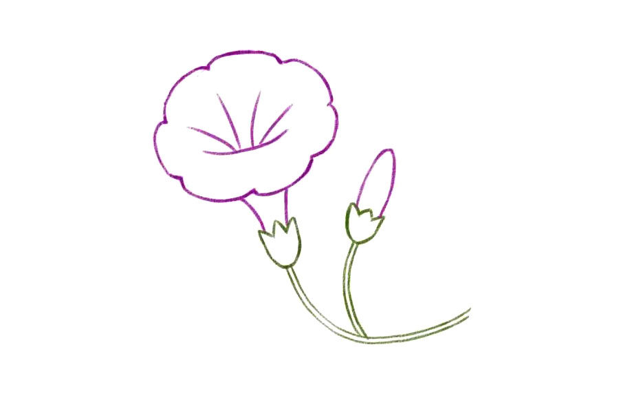 简单几笔画一朵美丽的牵牛花