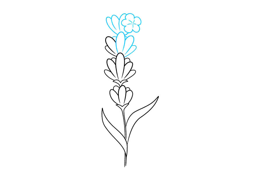 如何画薰衣草
