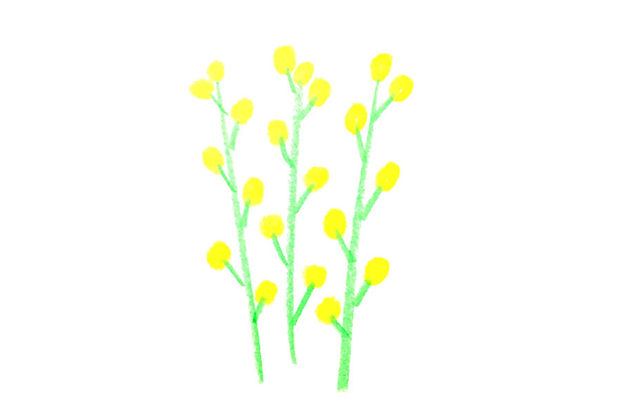 春天的花朵 油菜花的简单画法步骤