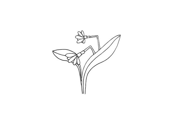 水仙花简笔画画法步骤