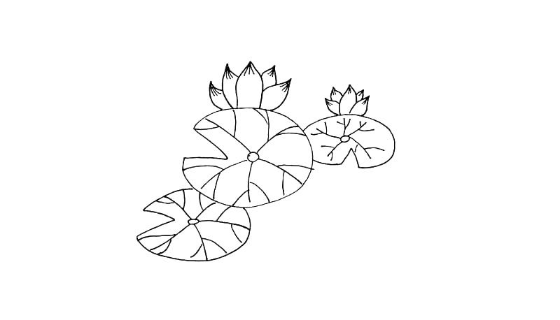 莲花简笔画教程