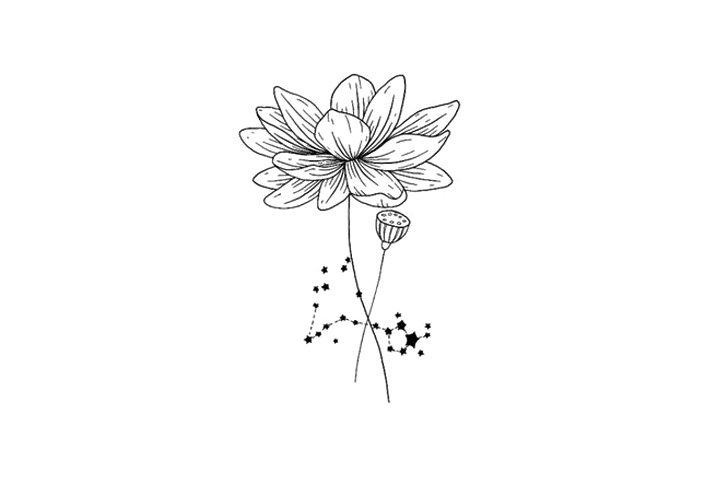 鲜花简笔画之十二星座与鲜花