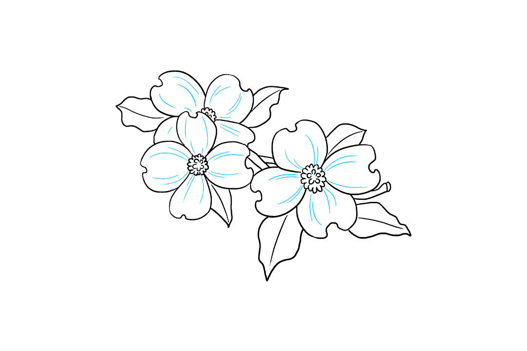 如何画山茱萸花简笔画