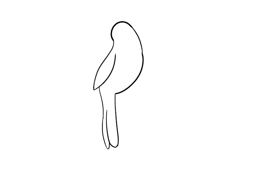 如何画红雀