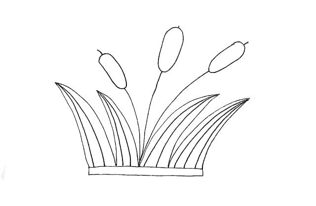 芦苇简笔画教程