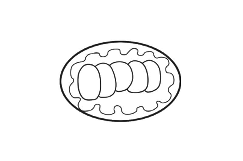 美味火锅菜一盘午餐肉简笔画